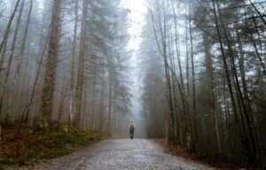 person standing between tall trees surrounded by fogs