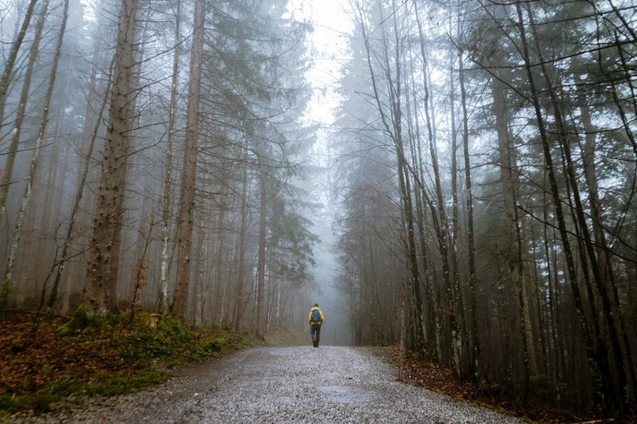 person standing between tall trees surrounded by fogs